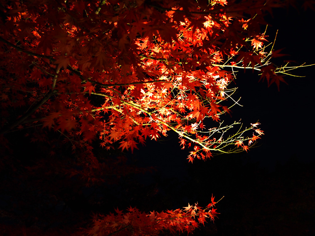 浮かぶ紅葉