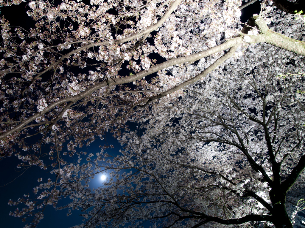 月夜の春