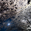 月夜の春