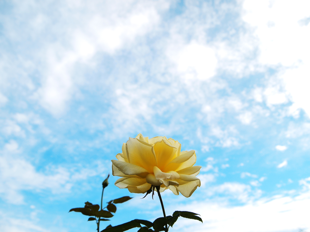 天空の薔薇