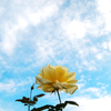 天空の薔薇