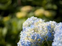 紫陽花の丘