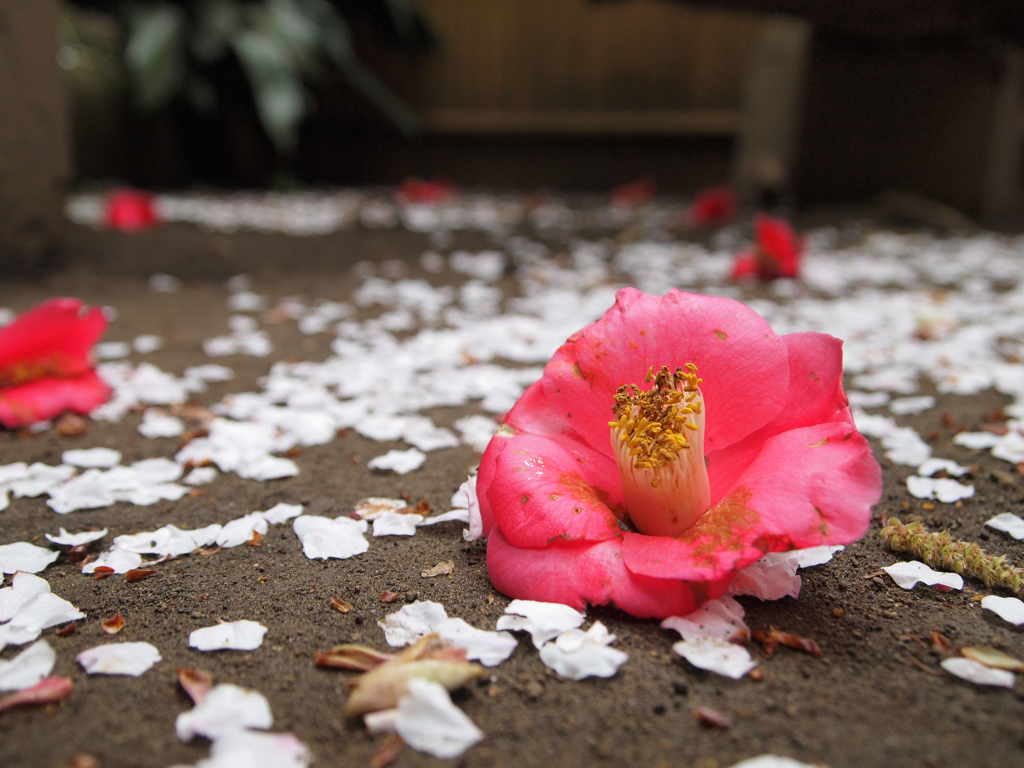 地に咲く華