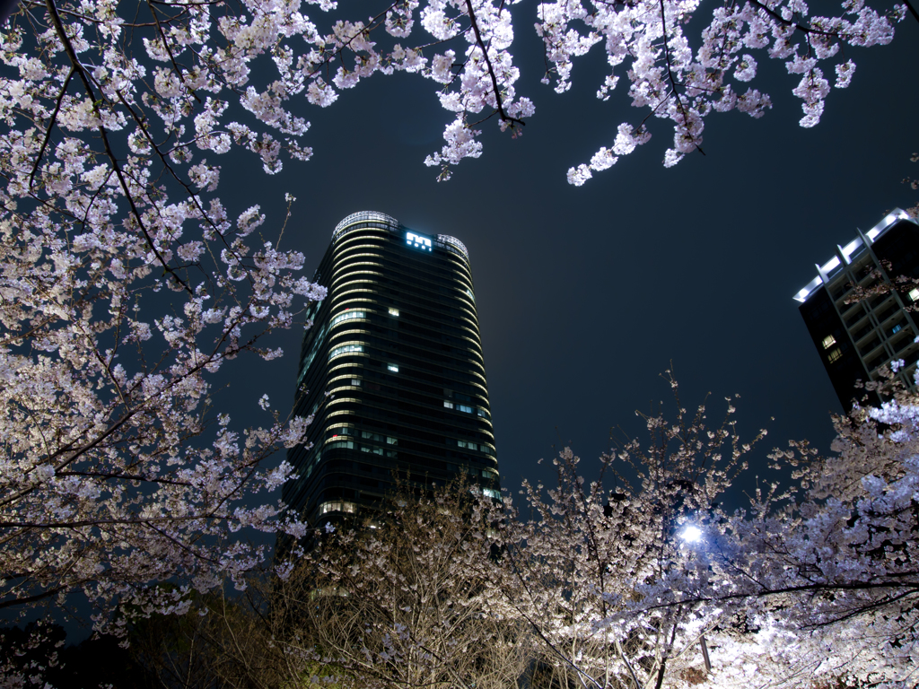 赤坂桜