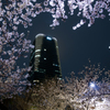 赤坂桜