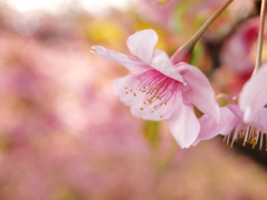 桜の眼差し