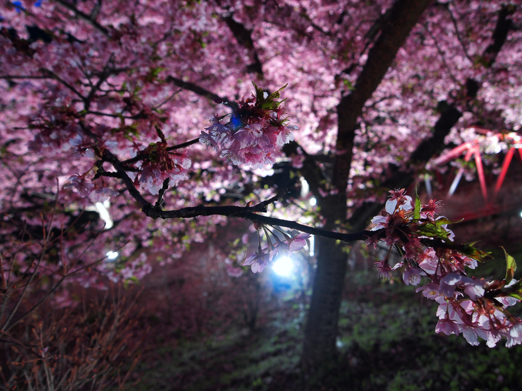 桜蛍