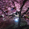 桜蛍