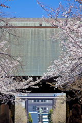 門前桜