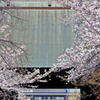 門前桜