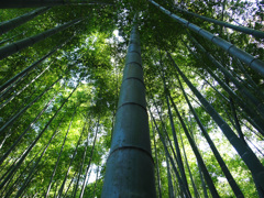 竹の風格