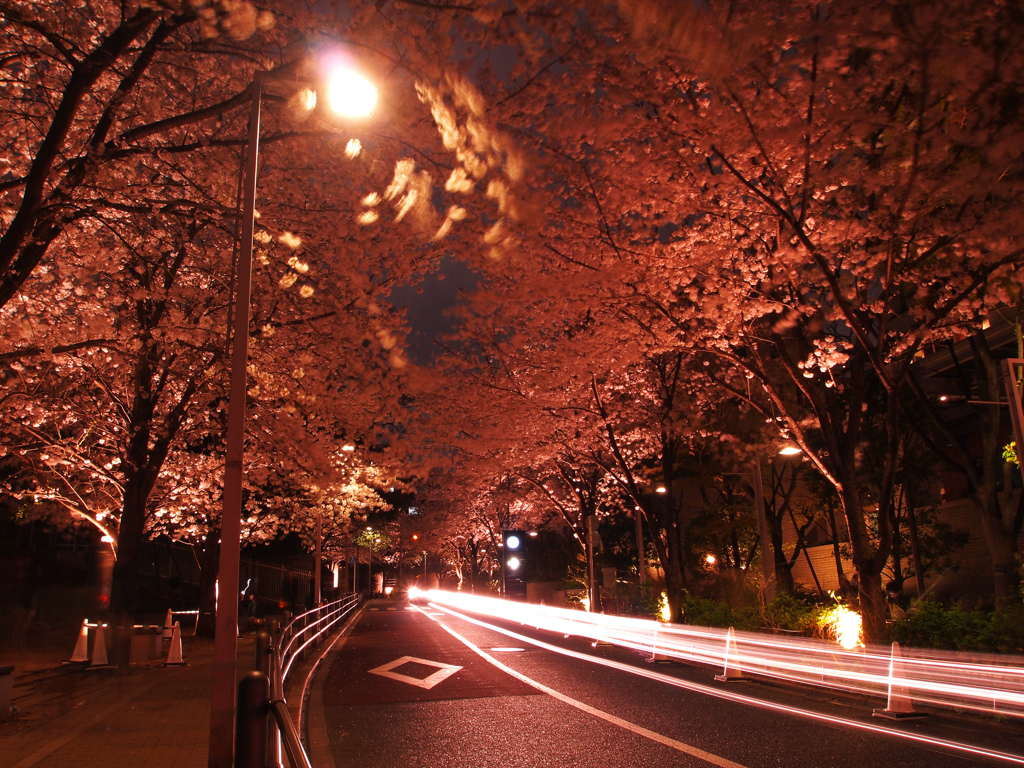 夜桜閃光