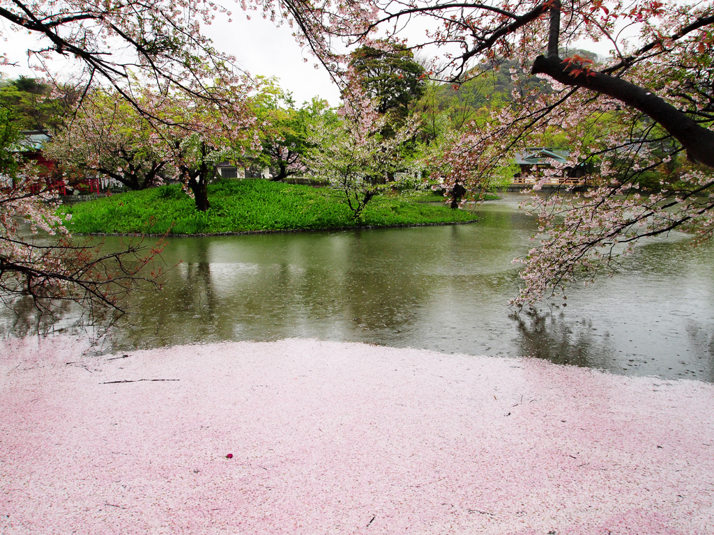 桜の池