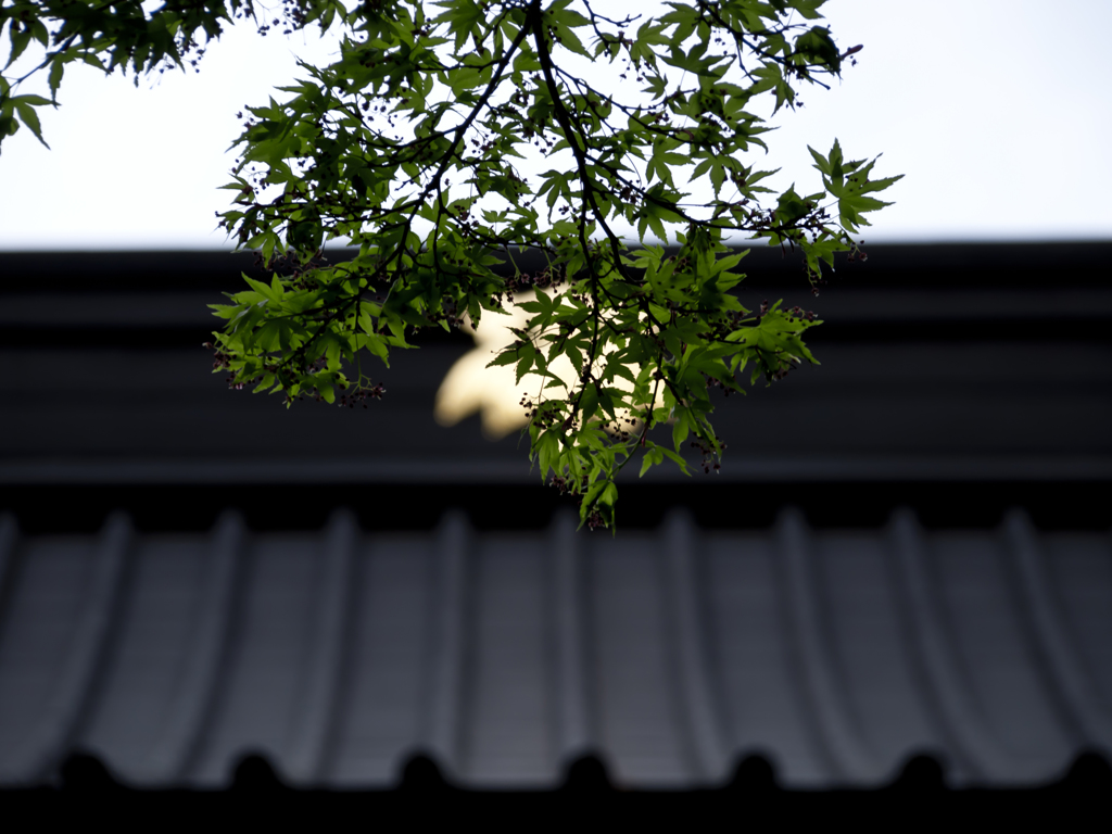 緑の灯