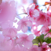 桜霞