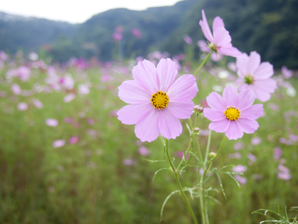 なかよし