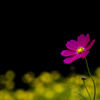 鮮やかな花