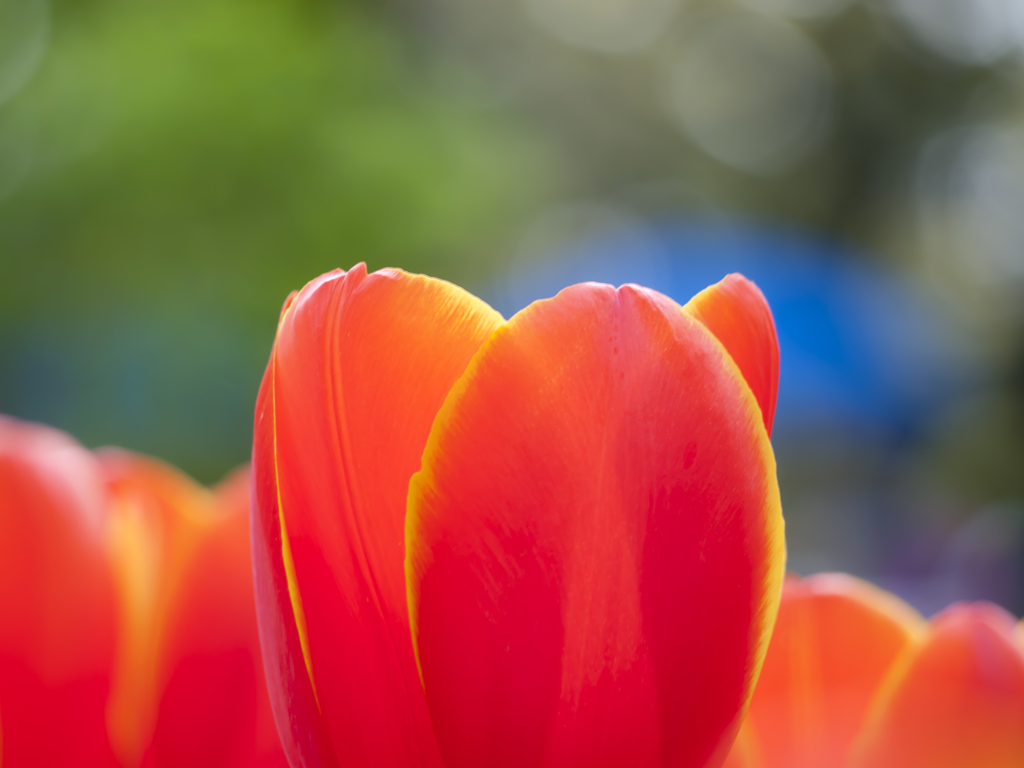 vitamin flower