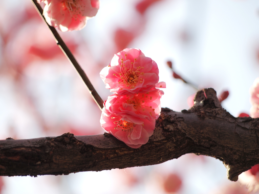 花より団子三兄弟