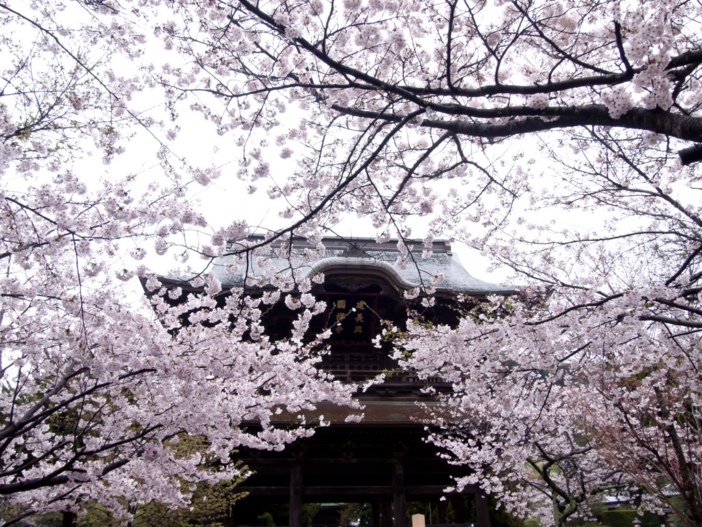 建長寺に降る春