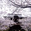 建長寺に降る春