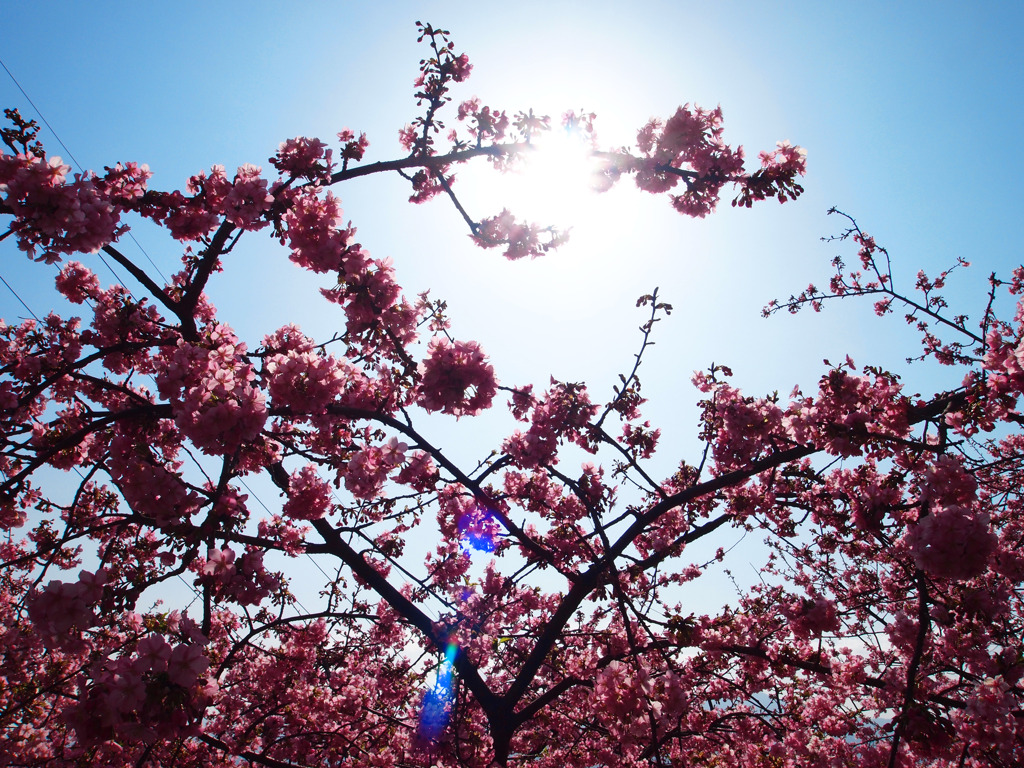 桜の光