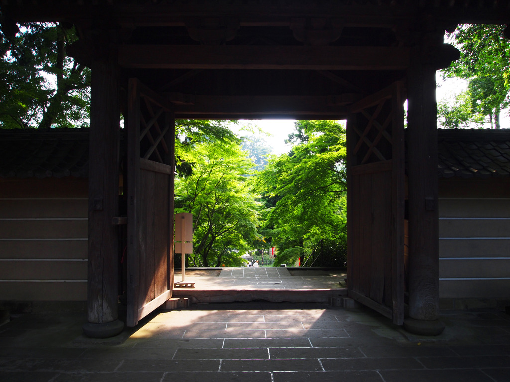 緑の陽射