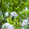 新緑の花