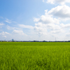 夏の緑