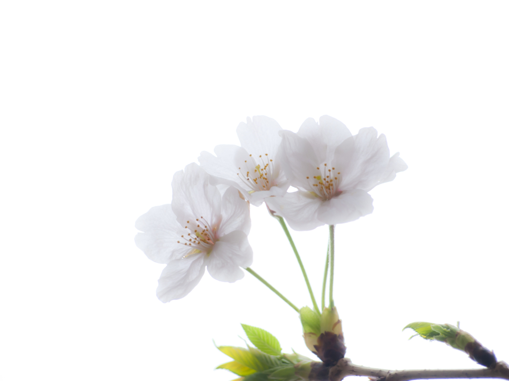 輝く季節