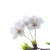 輝く季節