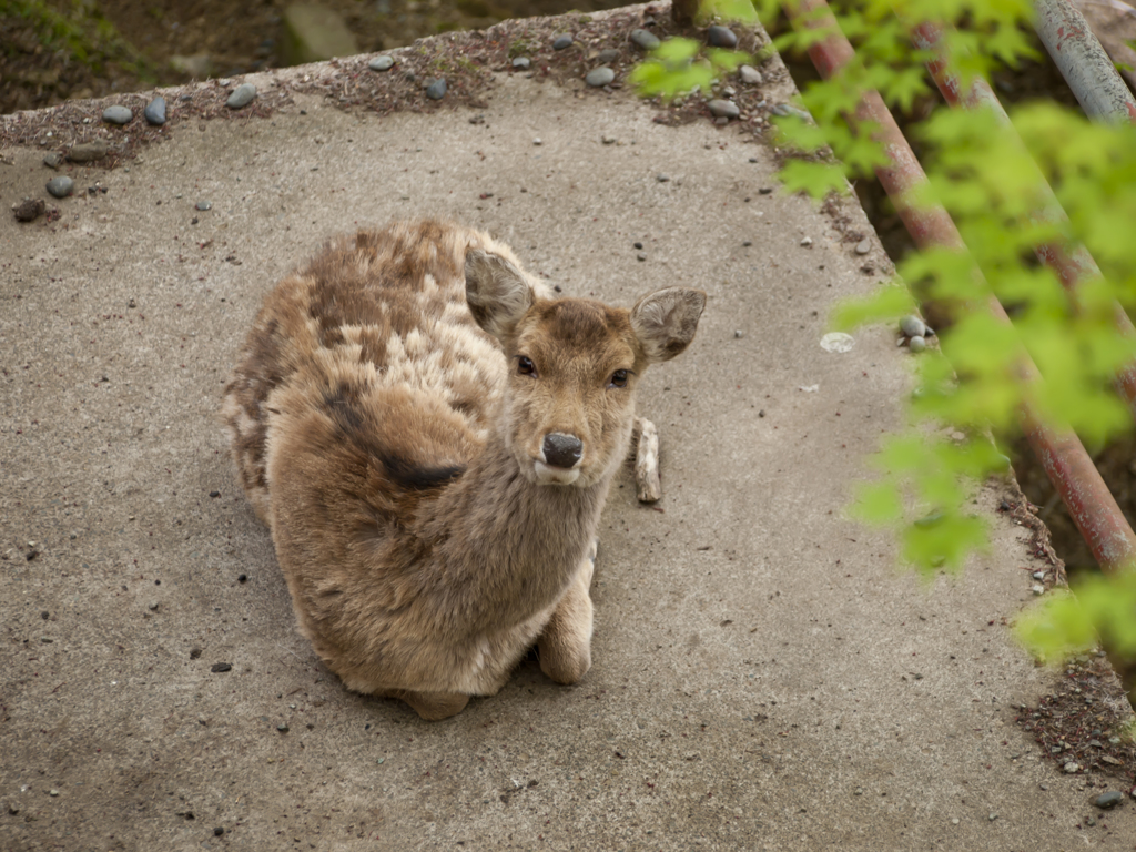 見つめあう