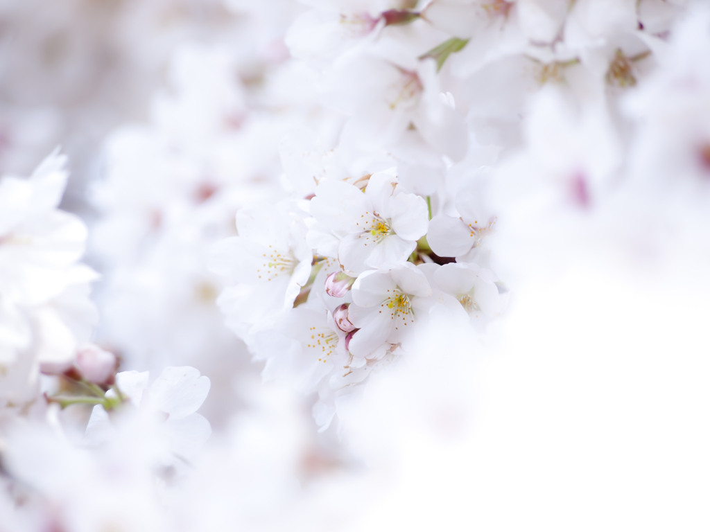 白き桜