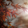 紅光