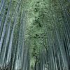 竹林の森