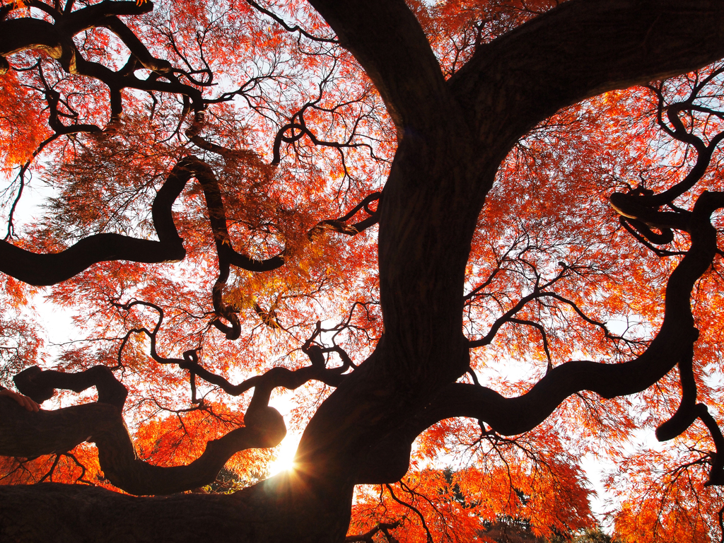 紅き稲妻