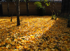 秋の絨毯