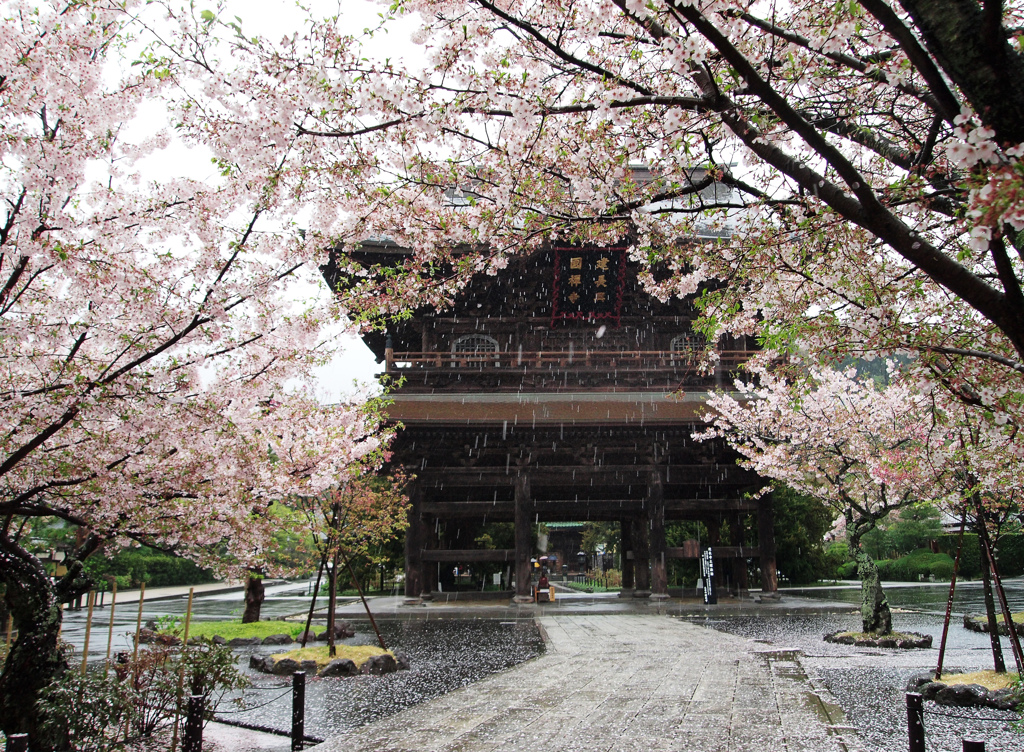 桜の雨