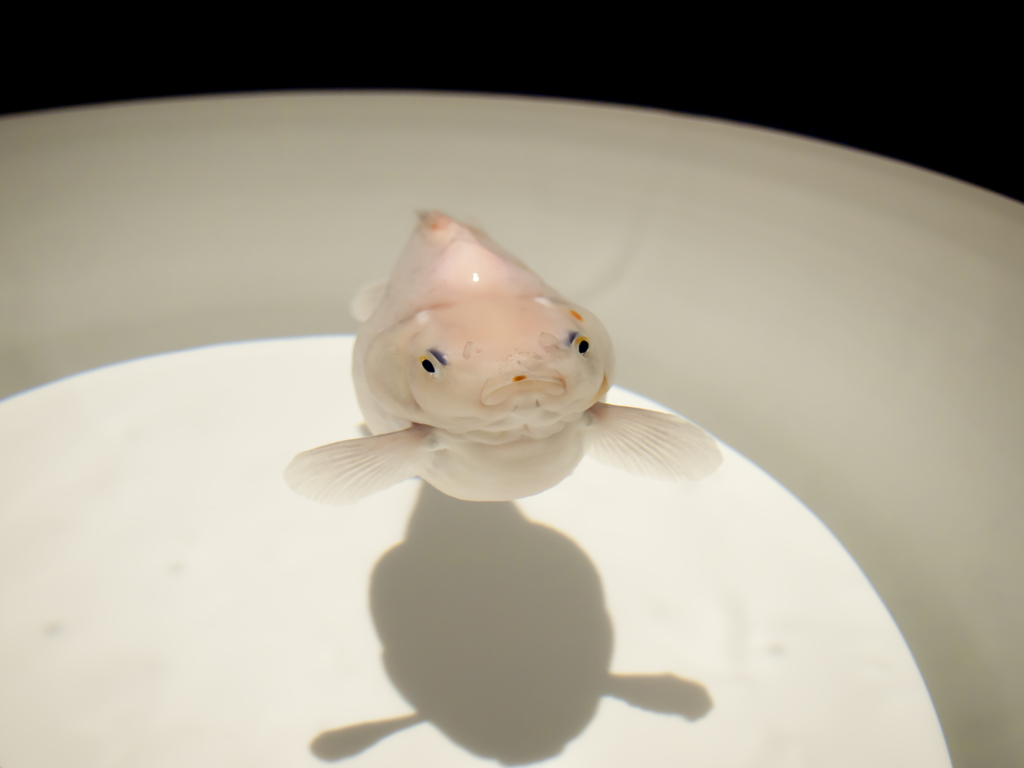 にらめっこ