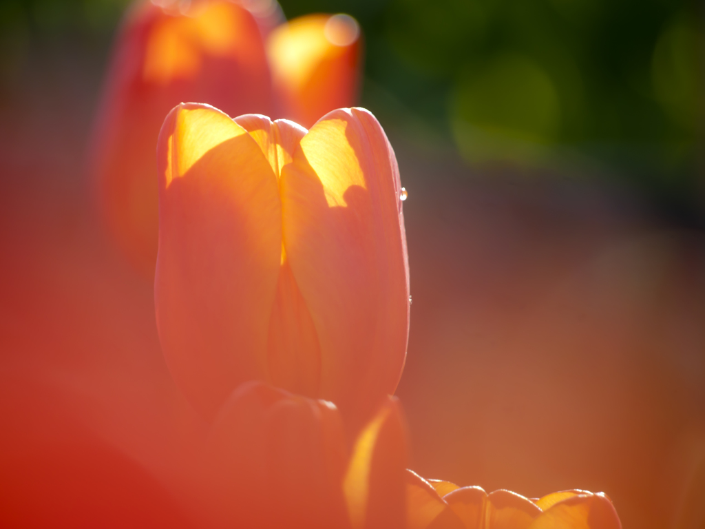 vitamin flower
