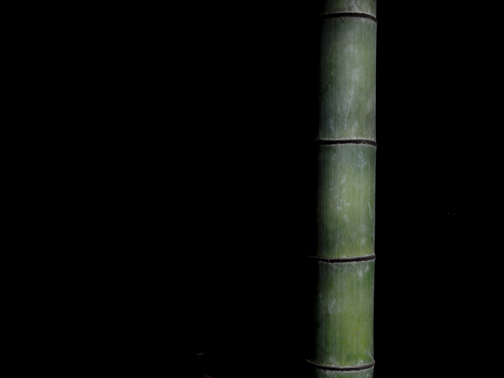 漆黒の竹