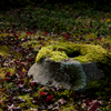 苔生す