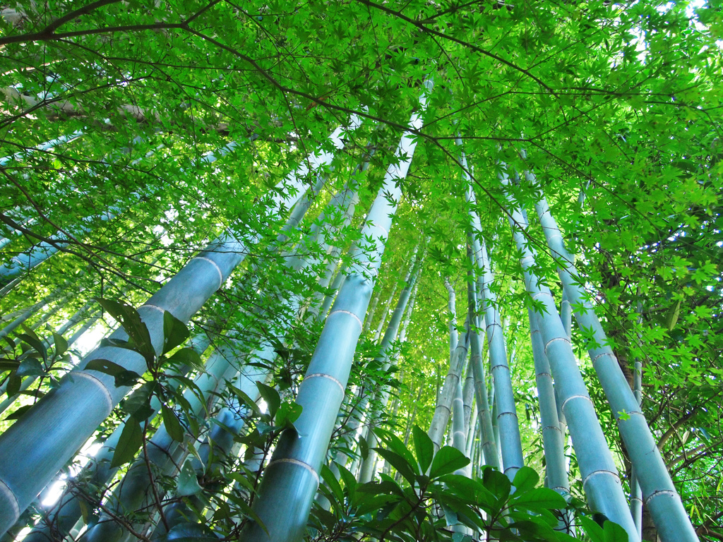 緑を越えて