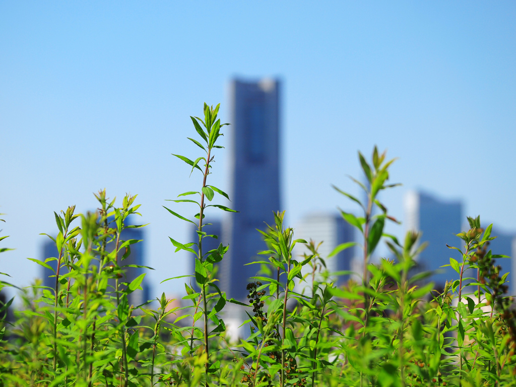 横浜の芽生え