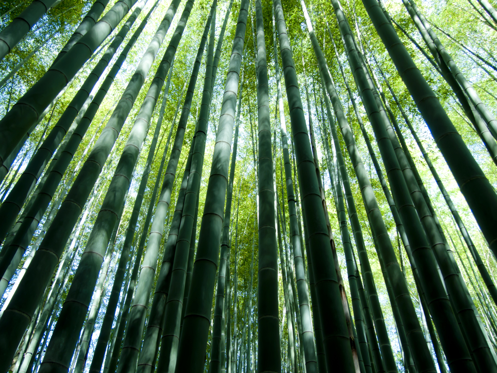 竹林の影