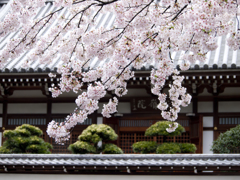 お寺を彩る桜
