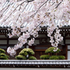 お寺を彩る桜