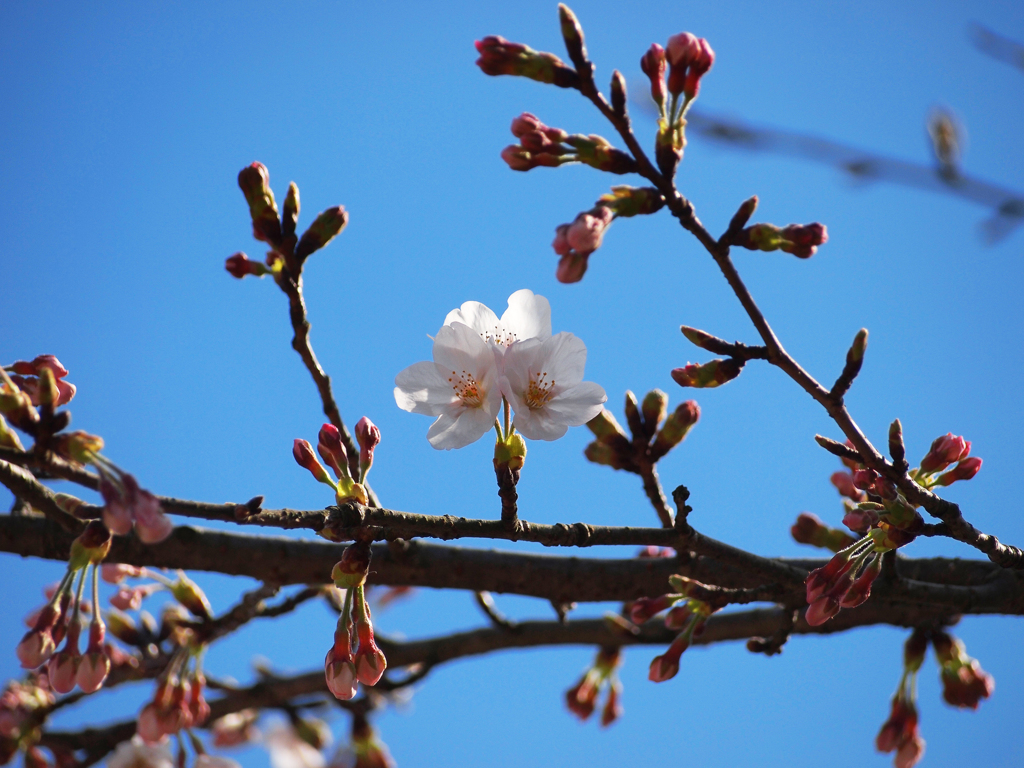 華ひらく