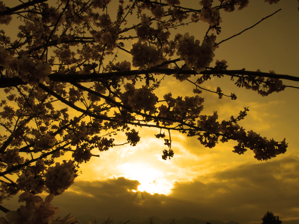 夕桜