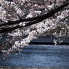桜の流れ